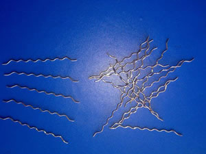 DM-02 Corrugated Steel Fiber